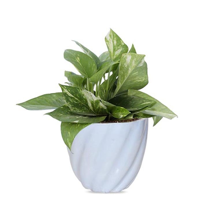 Green Money Plant In Light Blue Twisted Grace Ceramic Pot